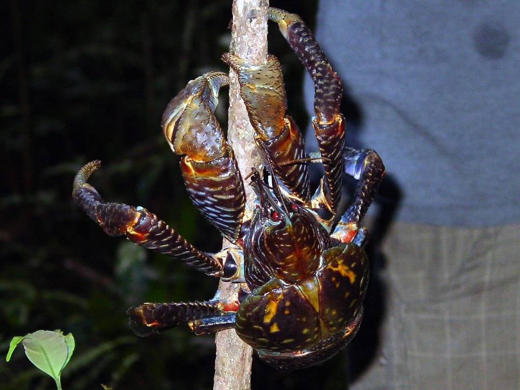Granchio del cocco aggrappato a un ramo con le grandi chele