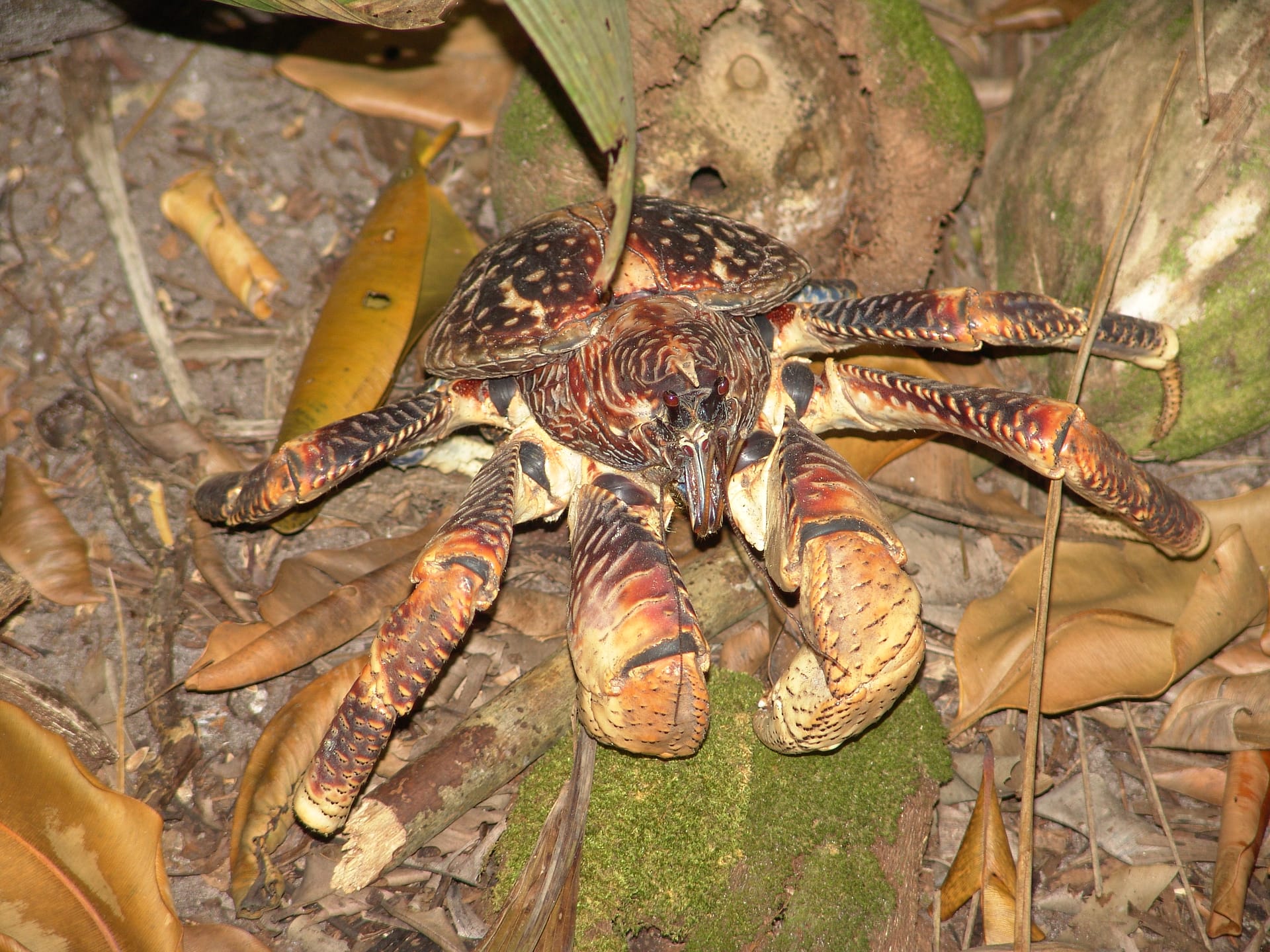 Grande granchio del cocco dai colori arancio e blu in mezzo alla vegetazione