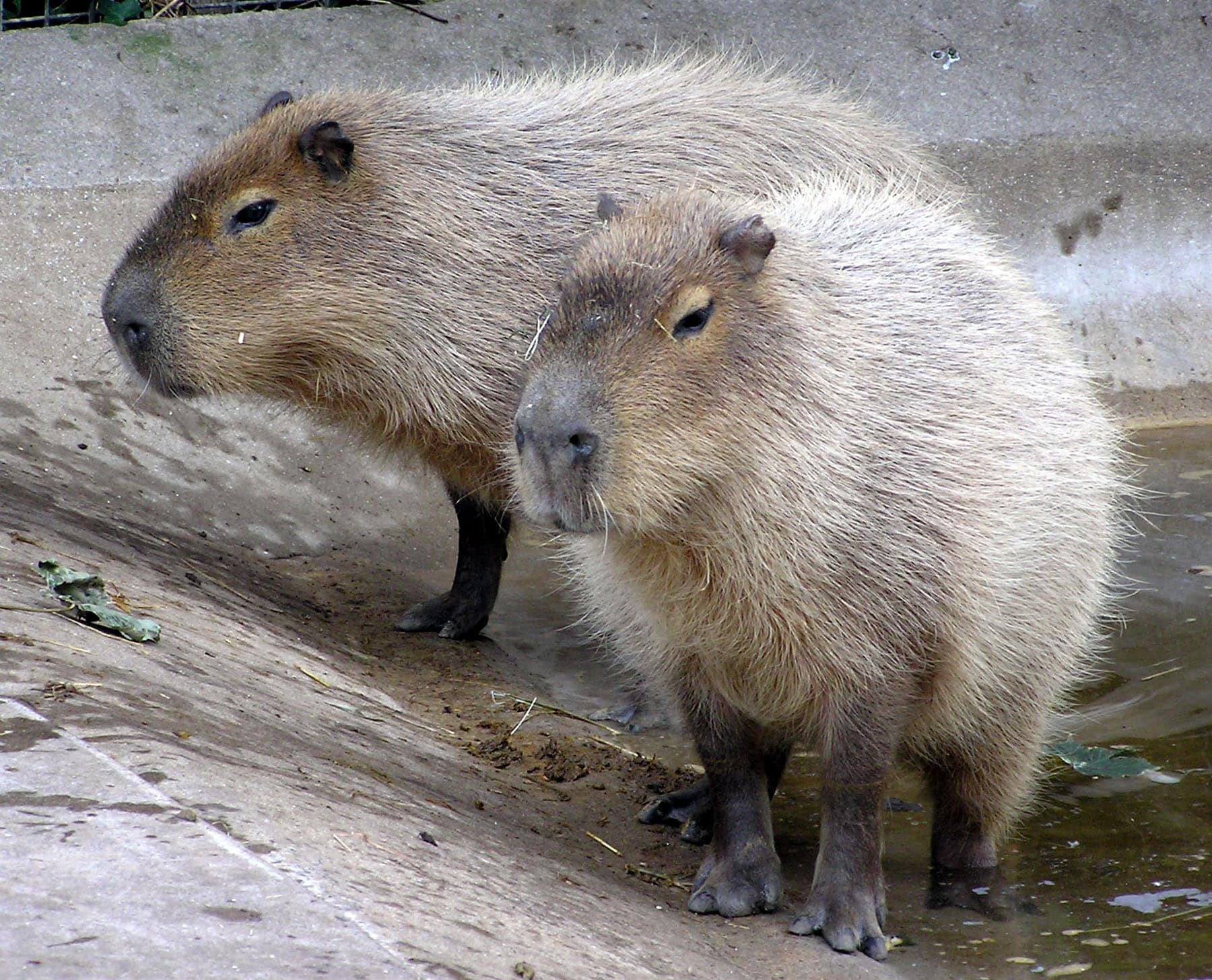 Due capibara adulti in piedi vicino all'acqua