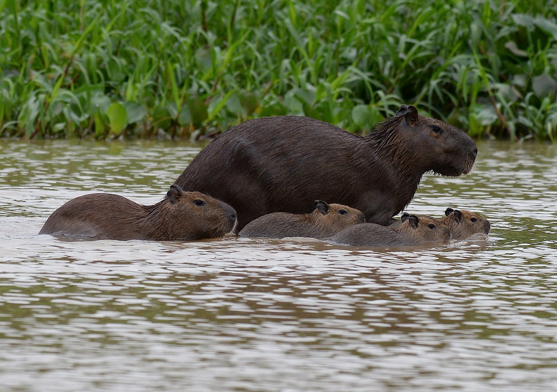 Gruppo di capibara che nuota insieme in una zona umida