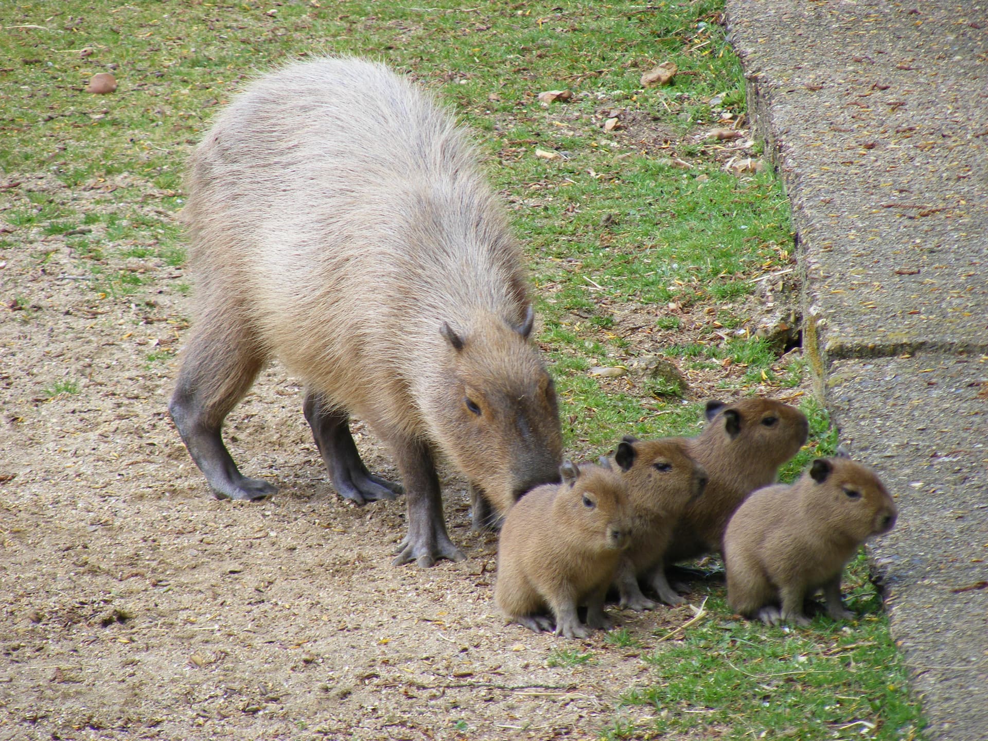 Capibara adulta con quattro cuccioli